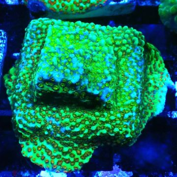 Montipora Chili Pepper 11D1