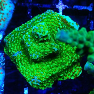 Bouture Montipora Chili Pepper 