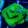 Bouture Montipora Chili Pepper 