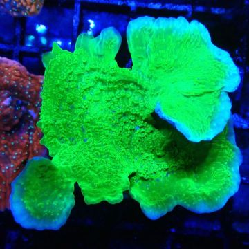 Bouture Montipora Plateau vert à bord mauve