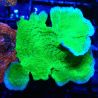 Bouture Montipora Plateau vert à bord mauve