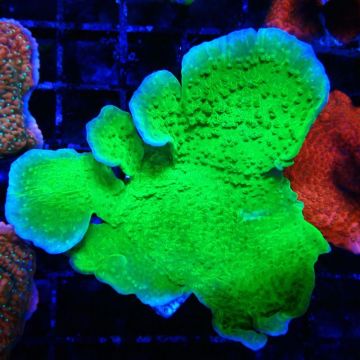 Bouture Montipora Plateau vert à bord mauve