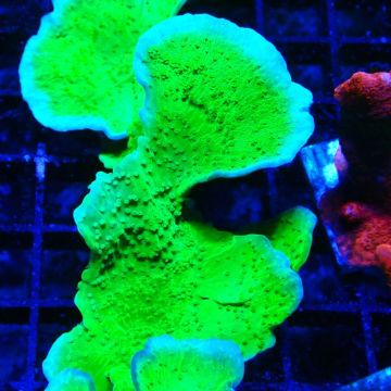 Montipora Plateau Jaune
