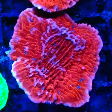 Bouture Montipora Plateau Rouge 
