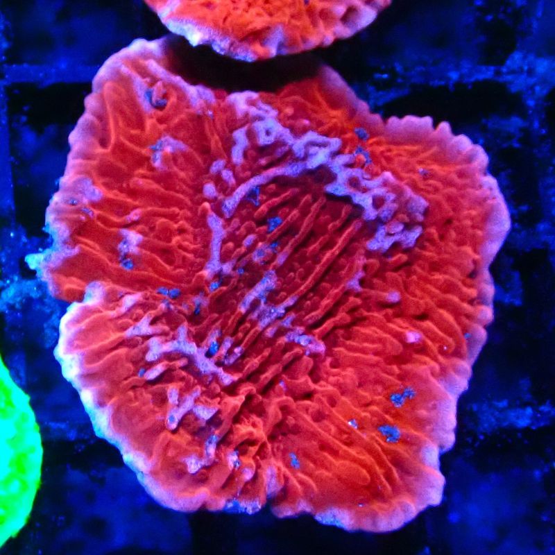 Montipora Plateau Rouge 1P4