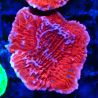 Montipora Plateau Rouge 1P4