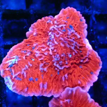 Montipora Plateau Rouge 1P4