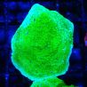Montipora Plateau Vert Pomme 1R4