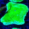 Bouture Montipora Plateau Vert Pomme 