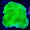 Bouture Montipora Plateau Vert Pomme 