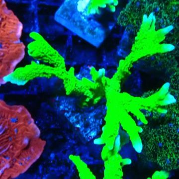 Bouture Montipora stellata vert fluo