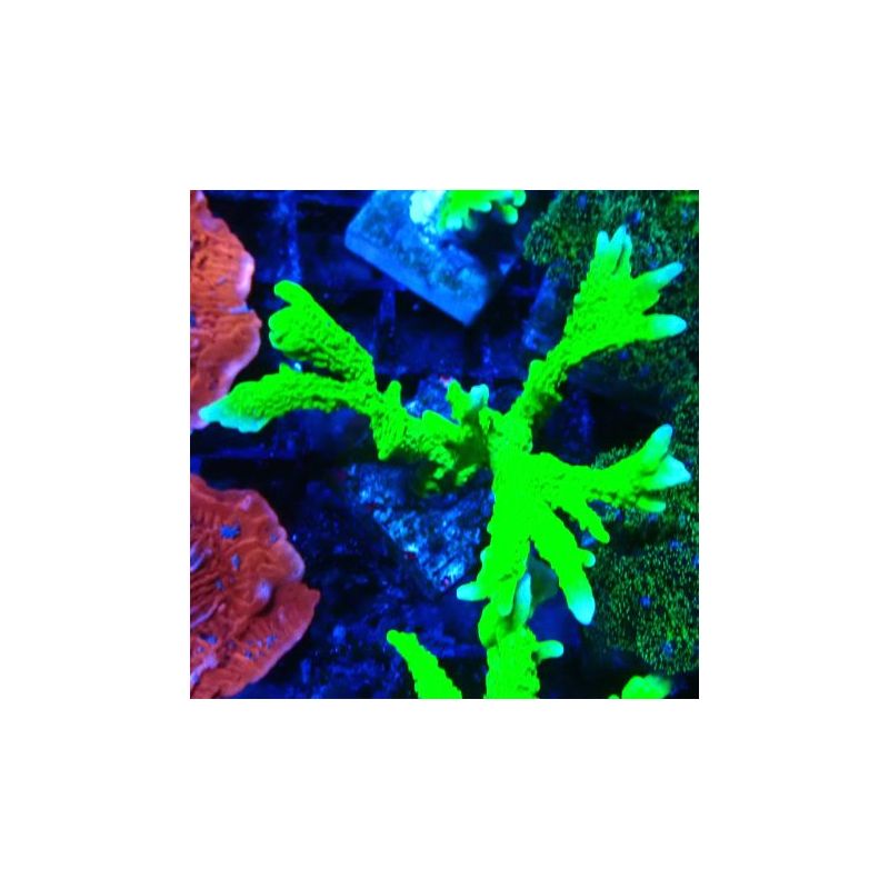 Montipora stellata 1S6