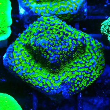 Bouture Montipora tuberculosa Ultraman 