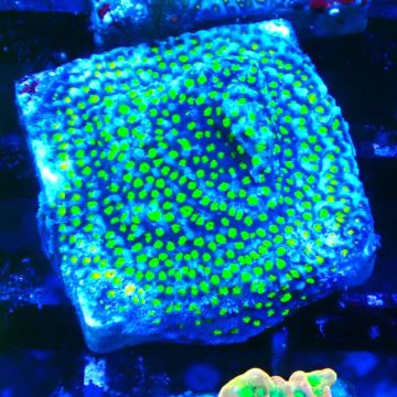 Bouture Montipora tuberculosa Ultraman 