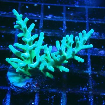 Bouture Acropora turaki Hawkins 