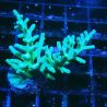 ORA Acropora turaki Hawkins 5U7