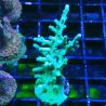 Bouture Acropora turaki Hawkins 