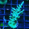 ORA Acropora turaki Hawkins 5U7