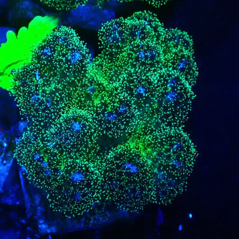 Pocillopora damicormis Gold insane 1D6