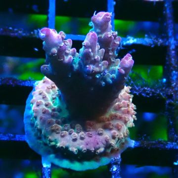 RAH Acropora Astro-berry 5P7