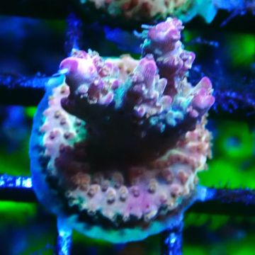Bouture Acropora Astro-berry 