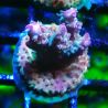 RAH Acropora Astro-berry 5P7