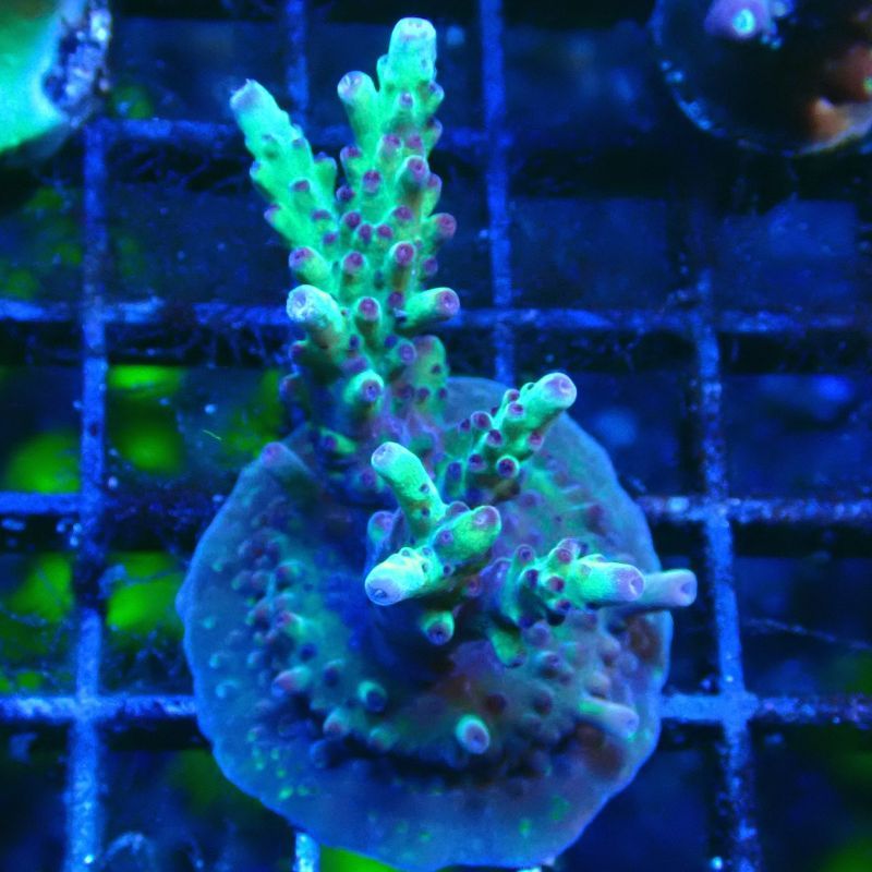 RAH Acropora Bogani 5Q7