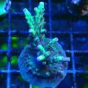 RAH Acropora Bogani 5Q7