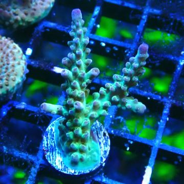 RAH Acropora Bogani 5Q7