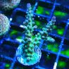 Bouture Acropora Bogani 