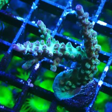 RAH Acropora Bogani 5Q7