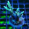 RAH Acropora Bogani 5Q7