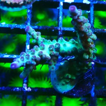 RAH Acropora Bogani 5Q7