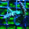 RAH Acropora Bogani 5Q7