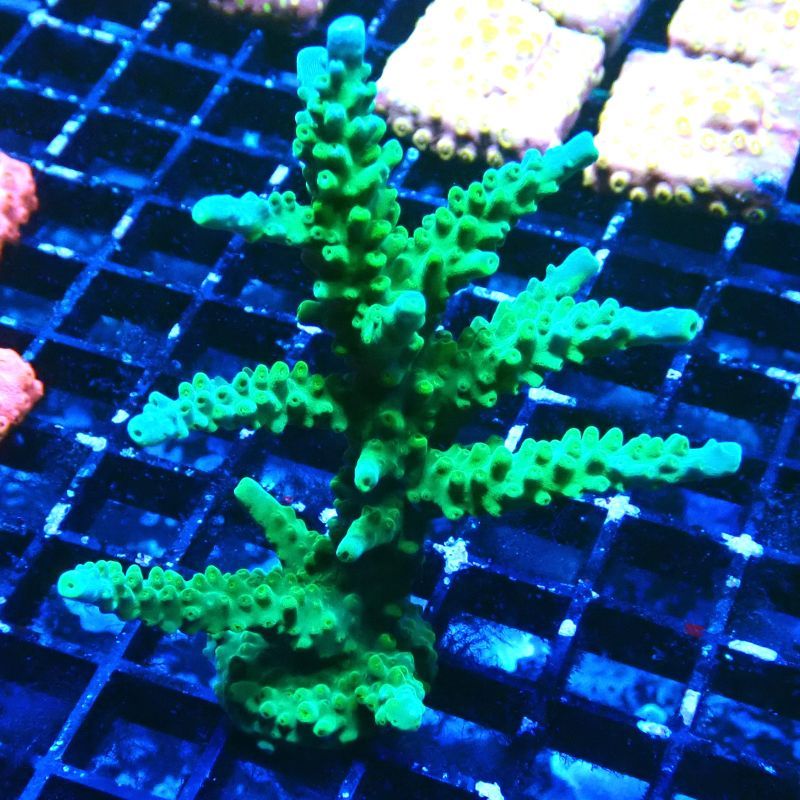 RAH Acropora Joker 5H7