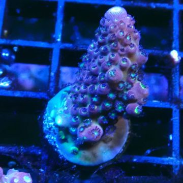 RAH Acropora Rainbow Mango 5K7