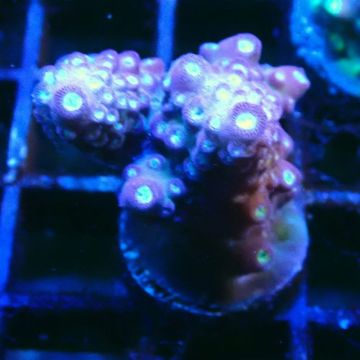 Bouture Acropora Rainbow Mango 