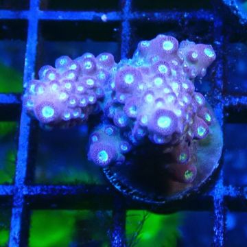 Bouture Acropora Rainbow Mango 