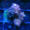 Bouture Acropora Rainbow Mango 