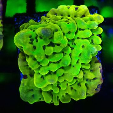 Bouture Montipora Passion Fruit 