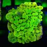 Bouture Montipora Passion Fruit 