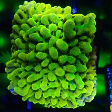 Bouture Montipora Passion Fruit 