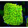 Bouture Montipora Passion Fruit 