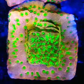 RAH Montipora Phoenix evolution 11D8