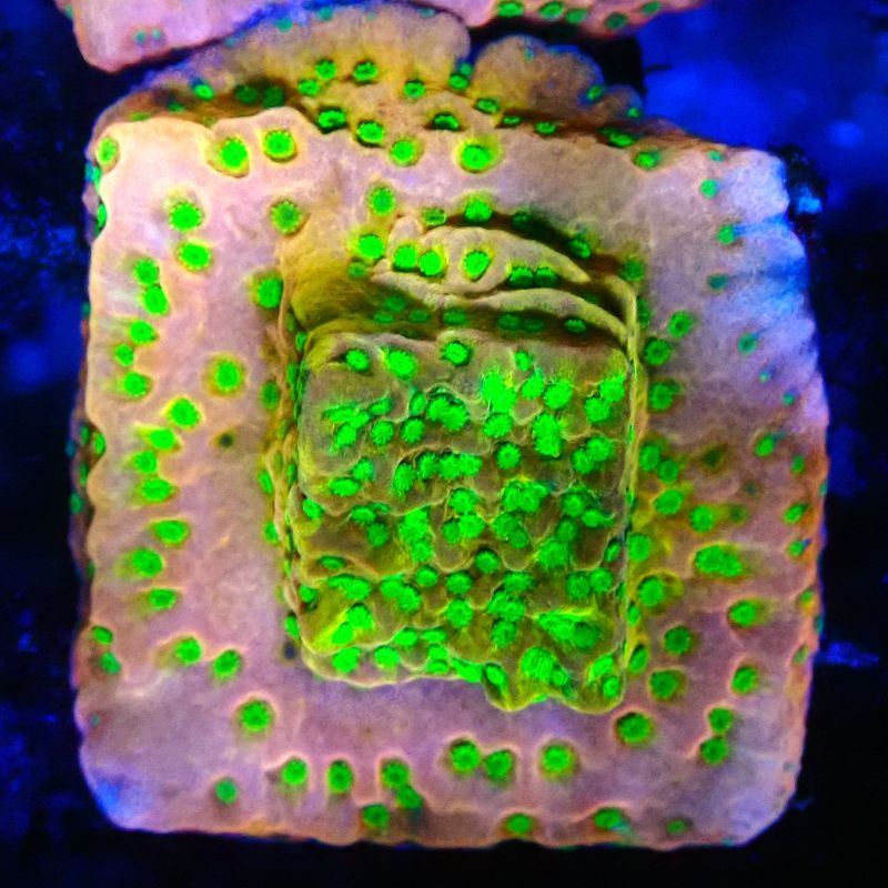 Bouture Montipora Phoenix evolution 