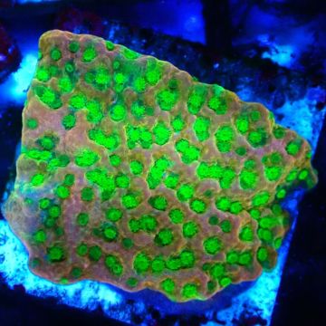 Bouture Montipora Phoenix evolution 