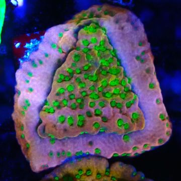 RAH Montipora Phoenix evolution 11D8