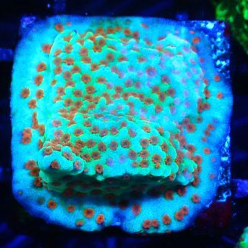 RAH Montipora Reverse Sunset 11F1