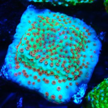 Bouture Montipora Reverse Sunset 