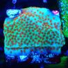 Bouture Montipora Reverse Sunset 